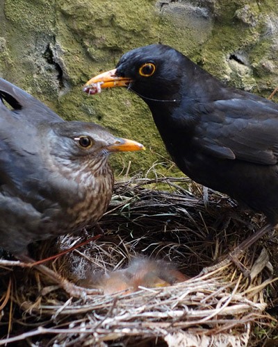 Amsel-Achtsamkeiten